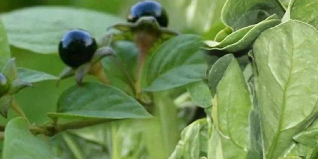 Görüntüsü ıspanağı andırsa da aldanmayın! Yiyen hastanelik oluyor: Uzmanlardan ‘zehir’ uyarısı geldi 5